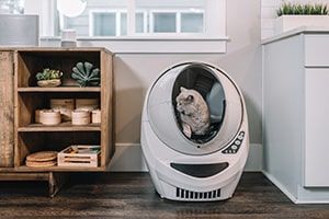 Pet-Friendly Apartment Tips