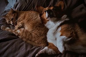 Dog and cat in a pet-friendly apartment in Lynchburg